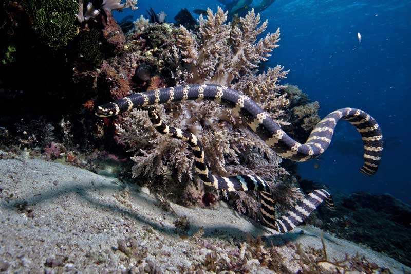 Banded sea snake coiled near a coral outcrop