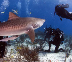 Tiger shark swimming near divers during a shark feeding dive