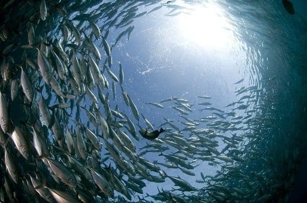 A diver swims through a swirling school of silver baitfish lit by sunlight from above