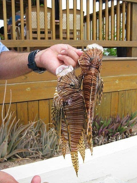 Hand holding two dead lionfish caught during an invasive species cull