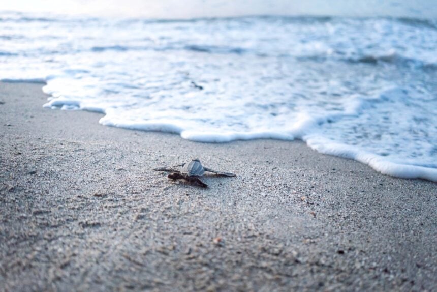 Baby leatherback turtle hatchling crawling across the sand toward the surf