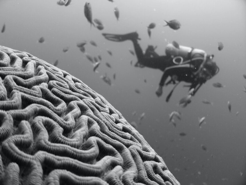 Diver swimming past a large brain coral formation on the reef