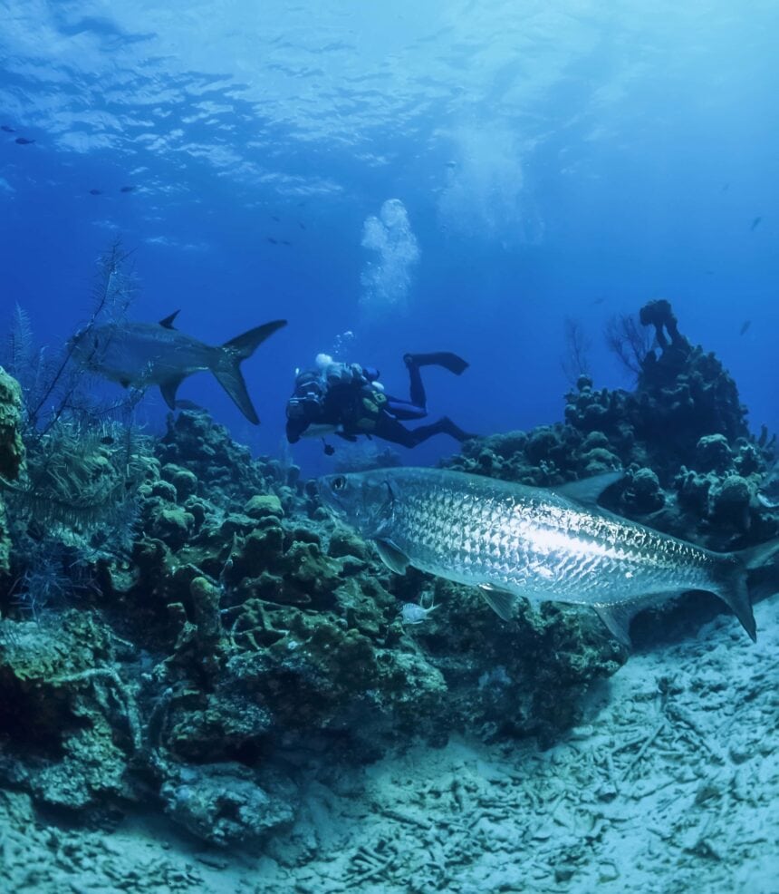 Scuba diver exhaling bubbles near a large tarpon over a Caribbean reef