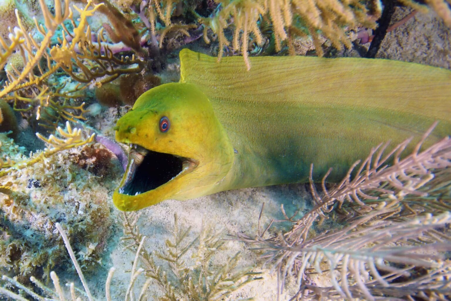 Green moray eel with mouth open peering out from the reef