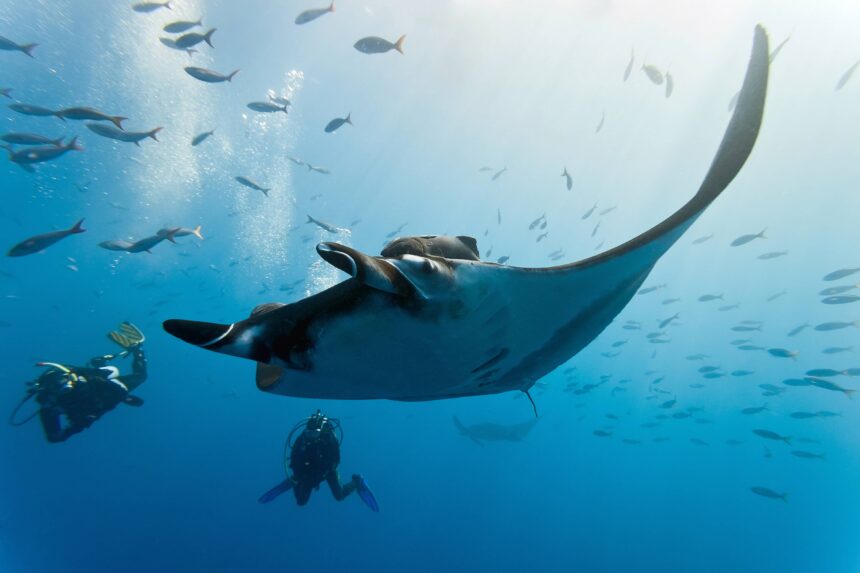 Manta ray gliding over two divers surrounded by schooling fish