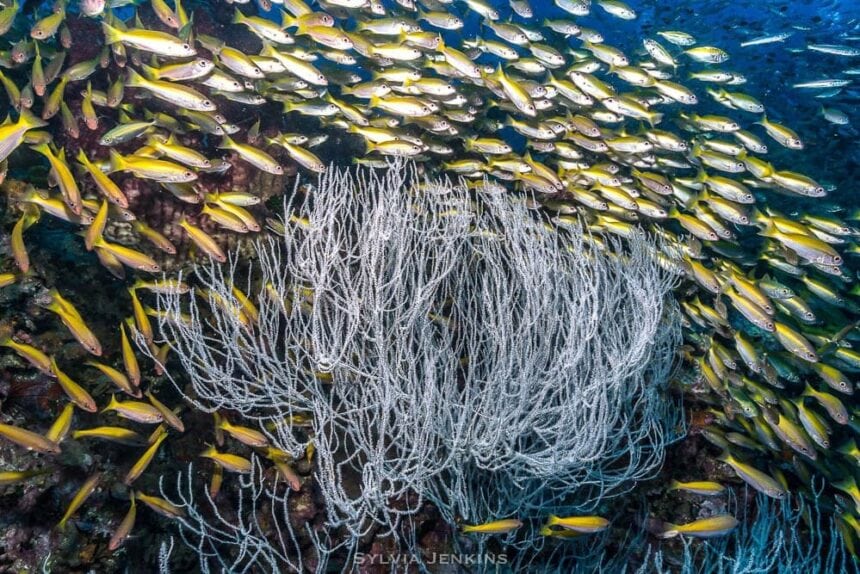 School of yellow and white fish swirling around a soft coral fan