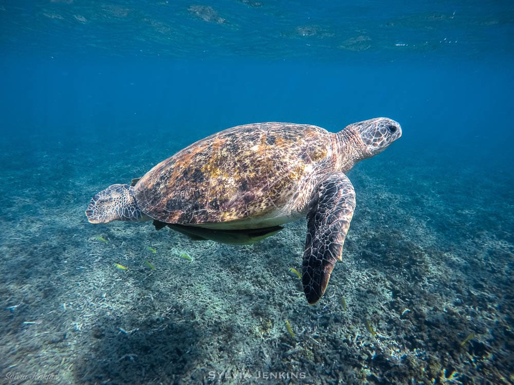 Green sea turtle swimming over a coral reef with sunlight filtering through the water above