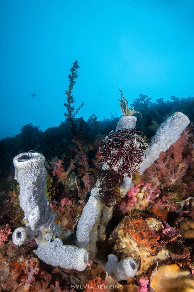 Organ pipe coral colony with a feather star crinoid perched on top
