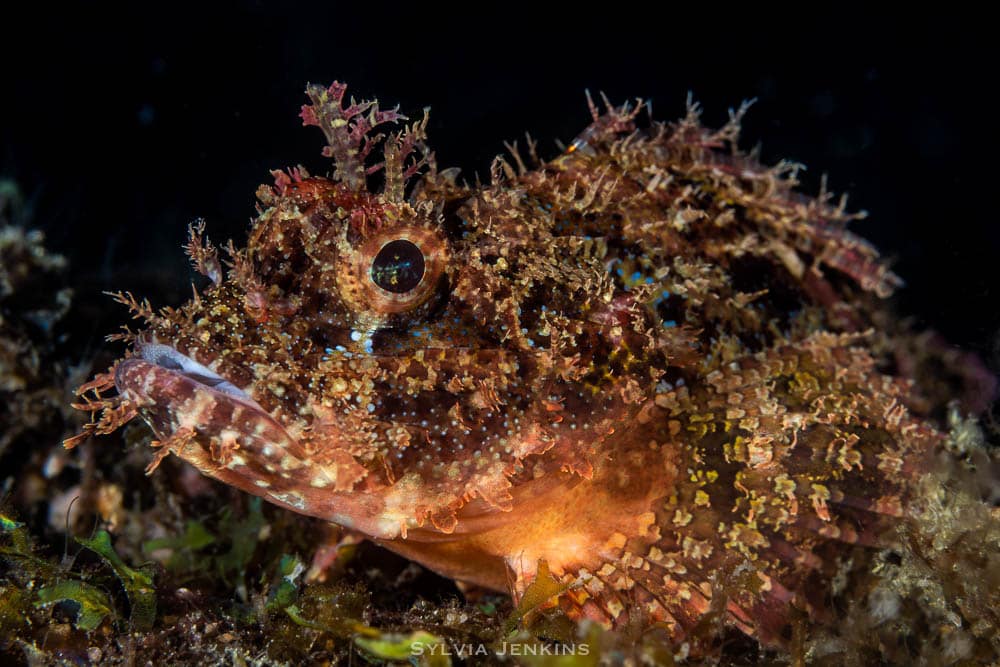 Camouflaged scorpionfish resting on the reef with mottled, textured skin