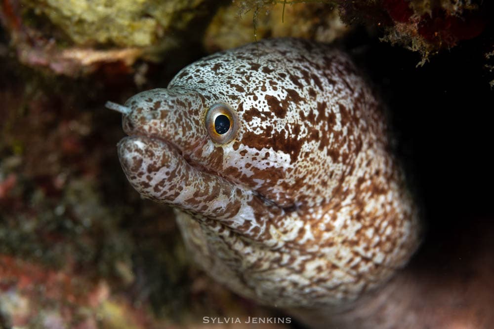 Spotted moray eel peering out from a reef crevice with its mouth slightly open