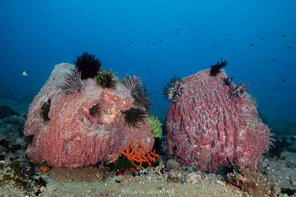 Two large barrel sponges on the reef seabed topped with black feather stars