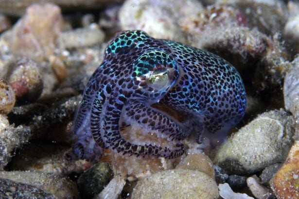 Bright bobtail squid resting among pebbles on the seafloor