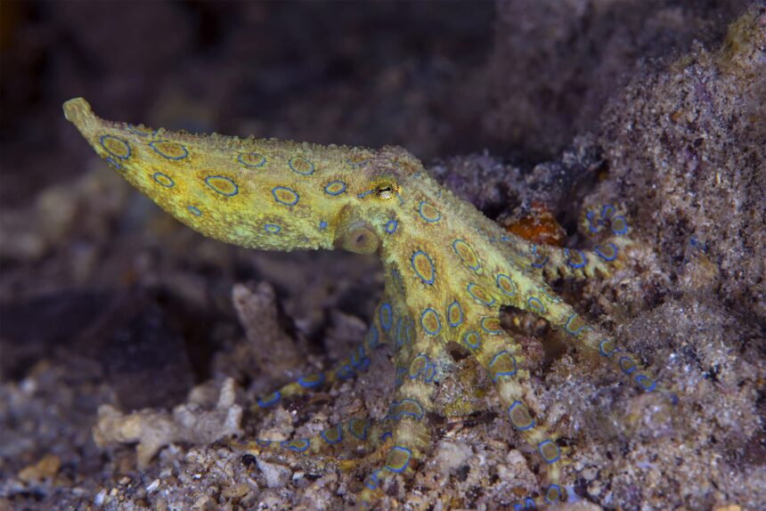 Blue-ringed octopus crawling over rocky seabed near the Pelagian's dive sites