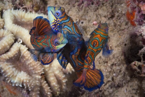 Pair of mandarinfish mating amid coral at dusk