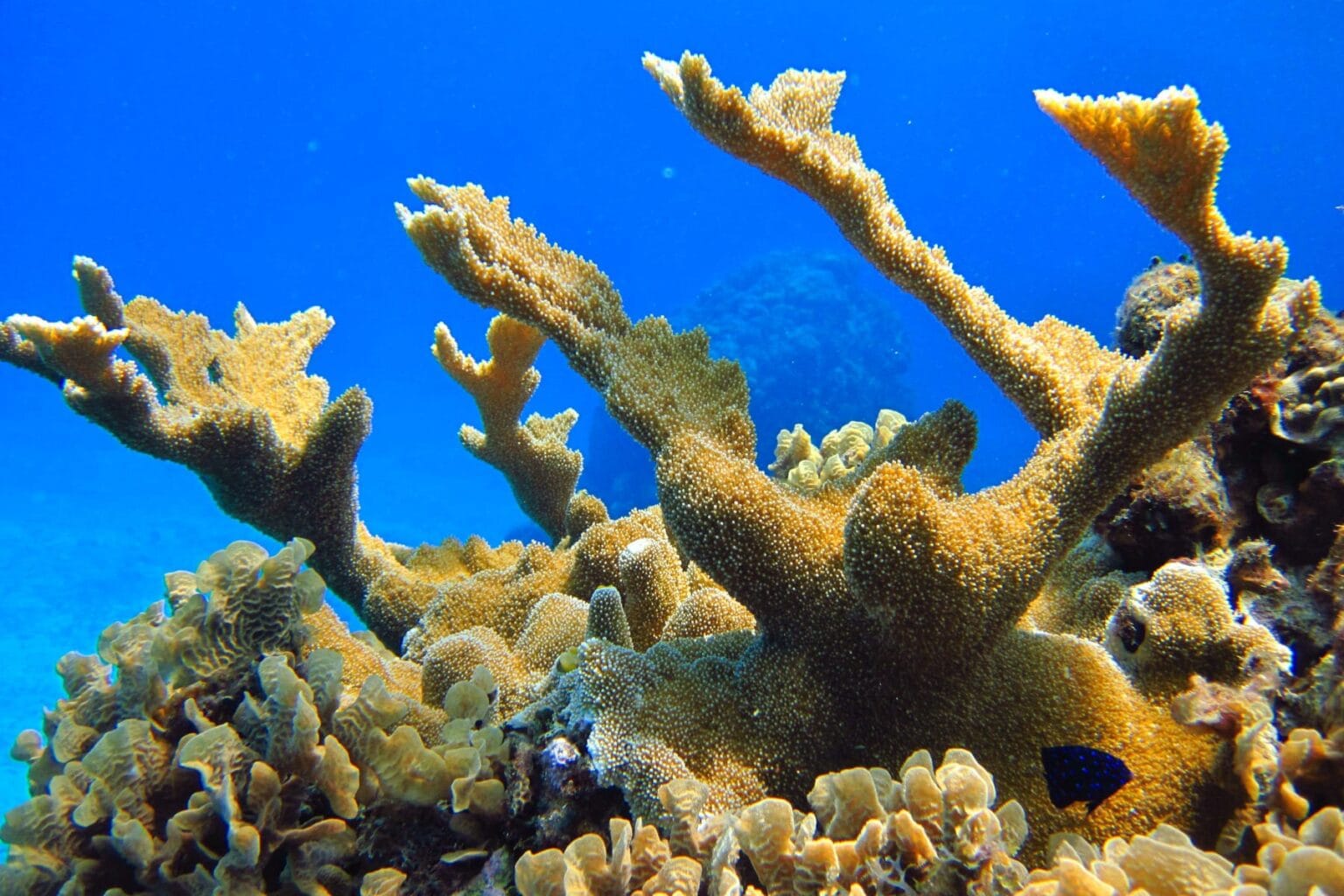 Stand of elkhorn coral branching up through clear blue water on a Cozumel reef