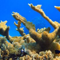 Stand of elkhorn coral branching up through clear blue water on a Cozumel reef