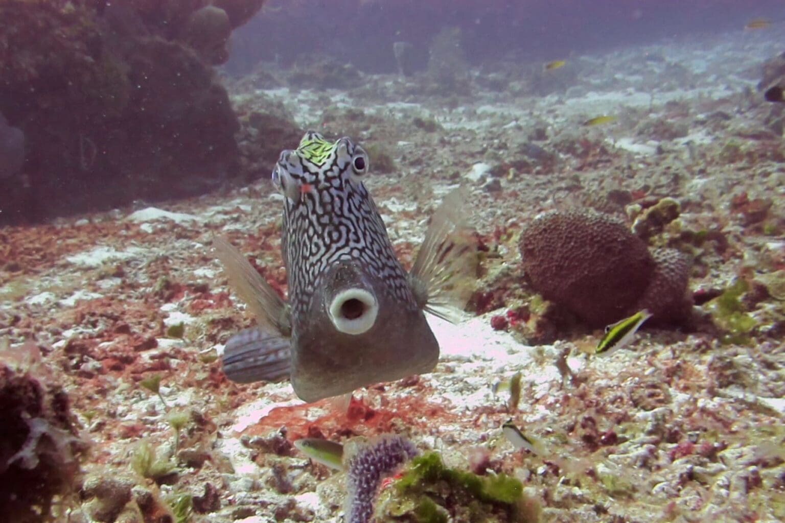 Spotted trunkfish facing the camera above the rubble of a Cozumel reef