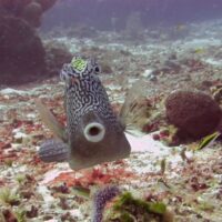 Spotted trunkfish facing the camera above the rubble of a Cozumel reef