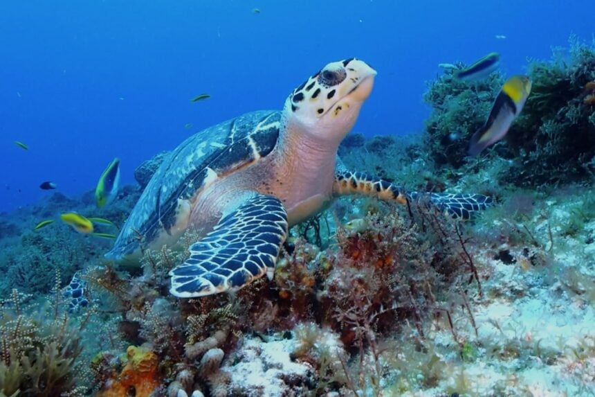 Hawksbill Turtle At Columbia Reef Hawksbill turtle grazing on a shallow Cozumel reef as small fish pass overhead