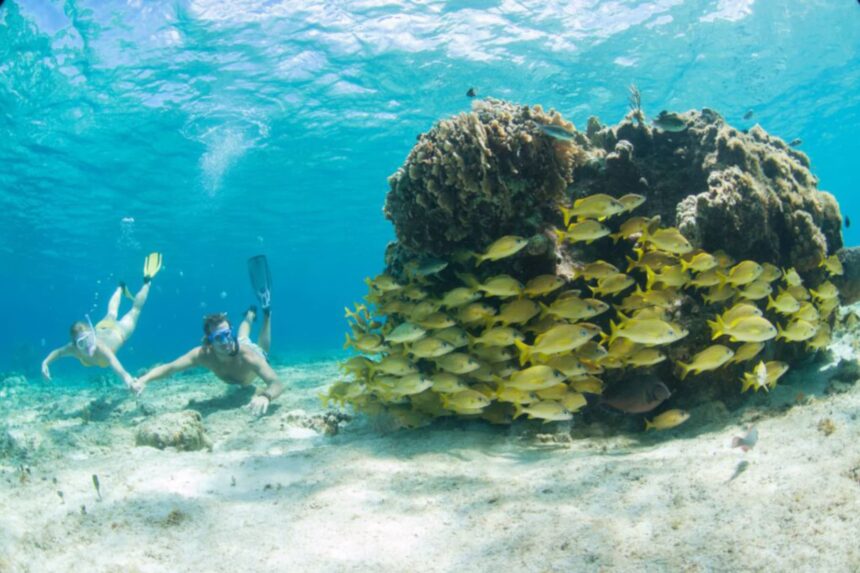 Snorkeling Reef With Fish School Two snorkelers hover beside a large coral head crowded with yellow snapper