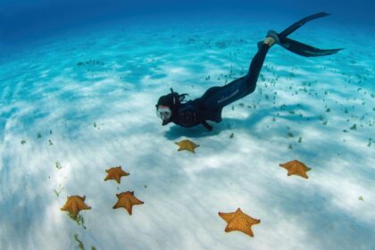 Freediver gliding over white sand scattered with orange starfish in the clear water off Cozumel