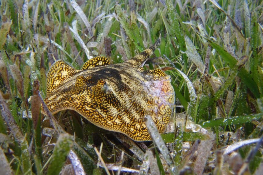 Stingray Hidden In Cozumel Seagrass Patterned stingray lying half buried in the seagrass off Cozumel