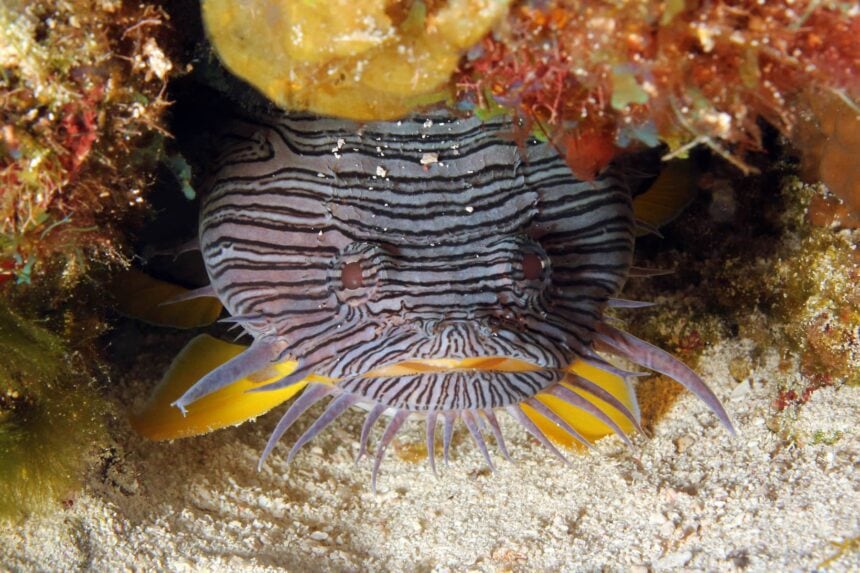 Splendid Toadfish Paraiso Cozumel Splendid toadfish tucked under a rocky ledge, striped face and yellow fins on show