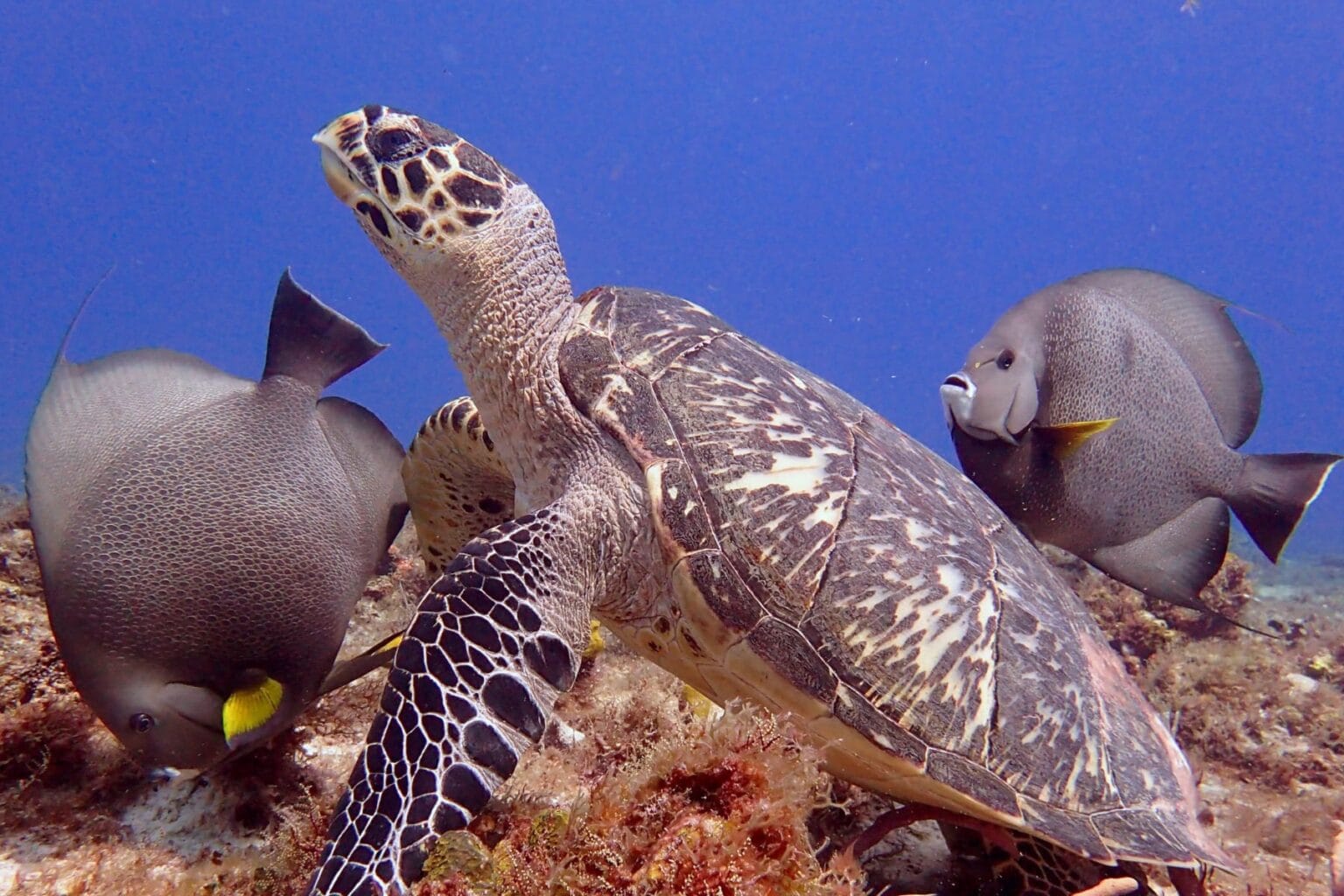 Hawksbill turtle stretching its neck up between two gray angelfish over a Cozumel reef