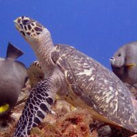 Hawksbill turtle stretching its neck up between two gray angelfish over a Cozumel reef