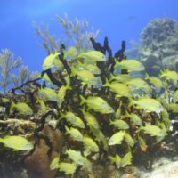 School of yellow striped snapper hanging over sea fans and coral in Cozumel
