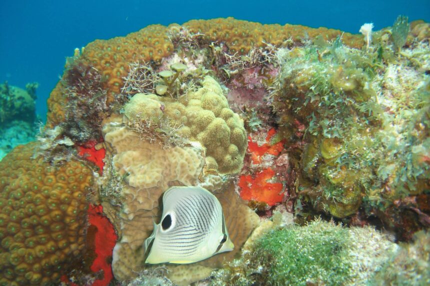 Foureye Butterflyfish On Cozumel Reef Foureye butterflyfish swimming beside a mound of hard coral on a Cozumel reef