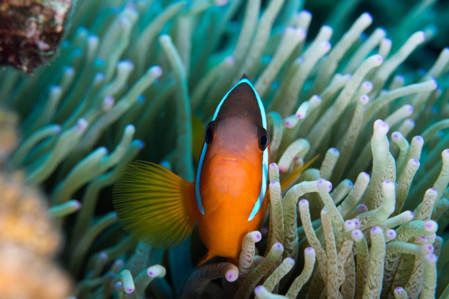 Orange anemonefish peering out from the tentacles of a green sea anemone on a Fijian reef