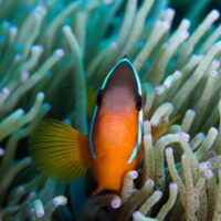 Orange anemonefish peering out from the tentacles of a green sea anemone on a Fijian reef