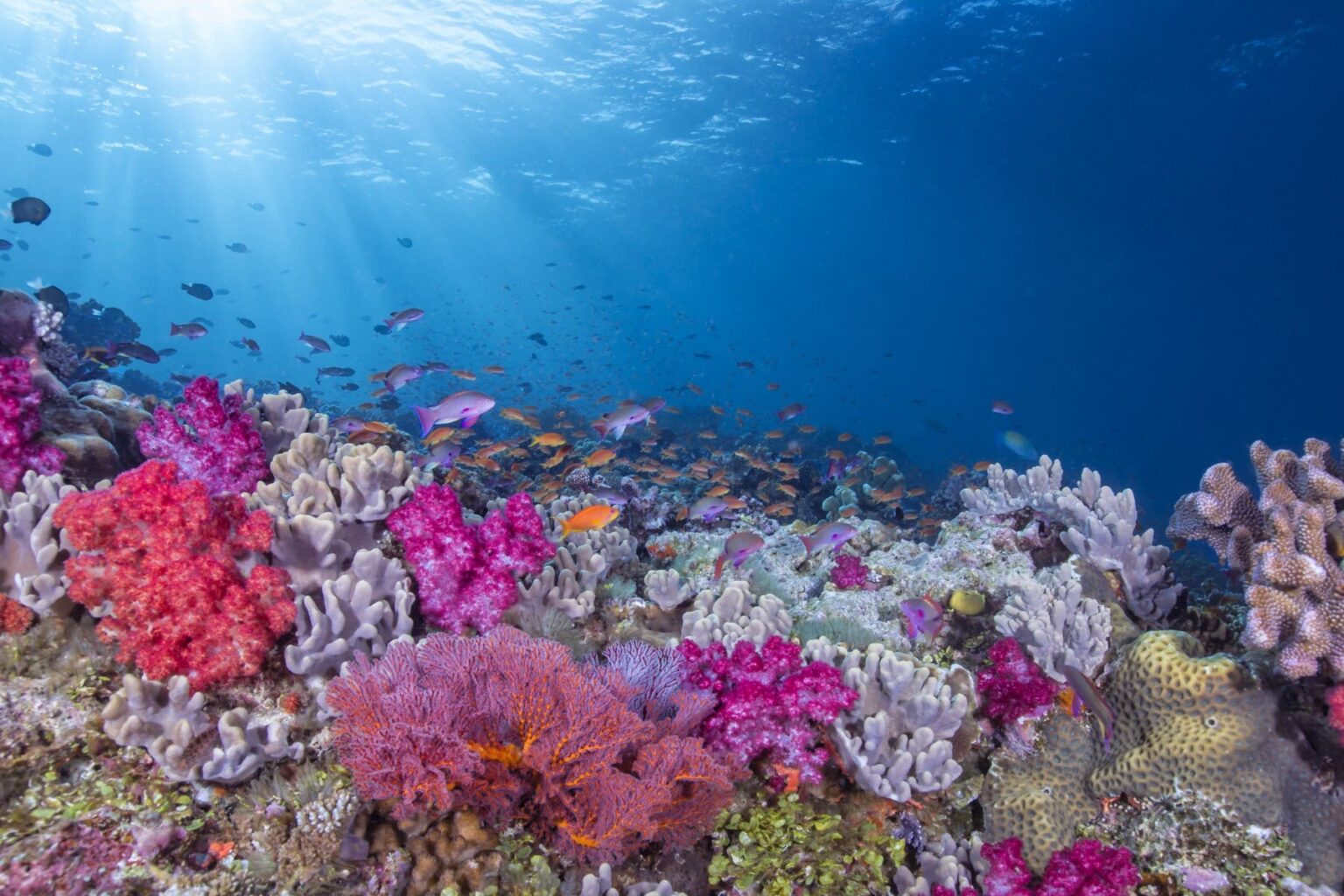 Fijian reef slope crowded with pink and purple soft corals and clouds of orange anthias under sun rays
