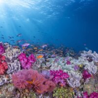 Fijian reef slope crowded with pink and purple soft corals and clouds of orange anthias under sun rays