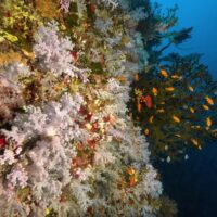 Fijian reef wall carpeted in pale white soft corals with anthias swarming a black coral tree