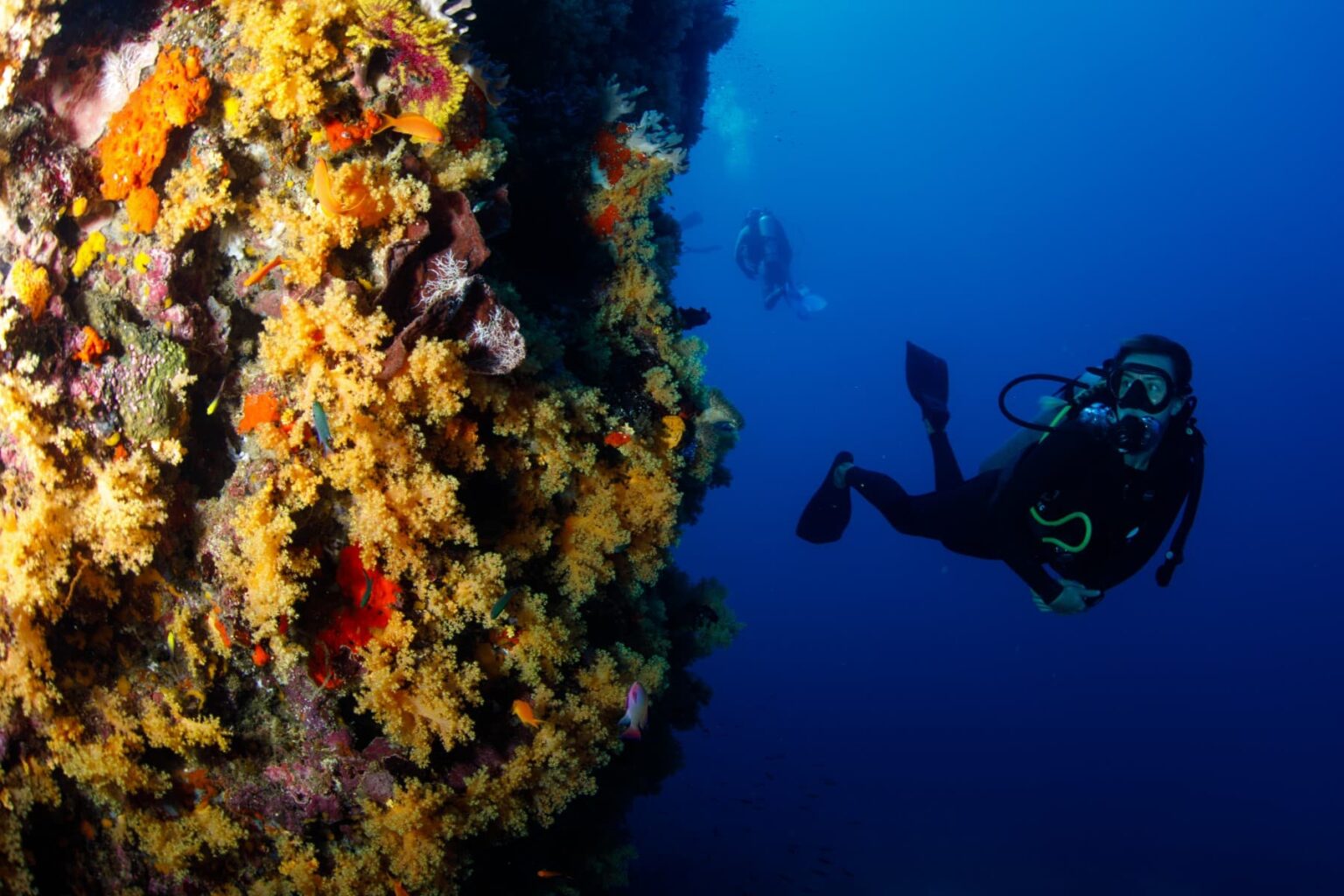 Scuba diver hovering beside a Fijian wall covered in yellow and orange soft corals, second diver behind