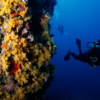 Scuba diver hovering beside a Fijian wall covered in yellow and orange soft corals, second diver behind