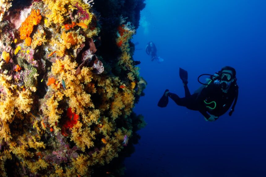 Scuba diver hovering beside a Fijian wall covered in yellow and orange soft corals, second diver behind