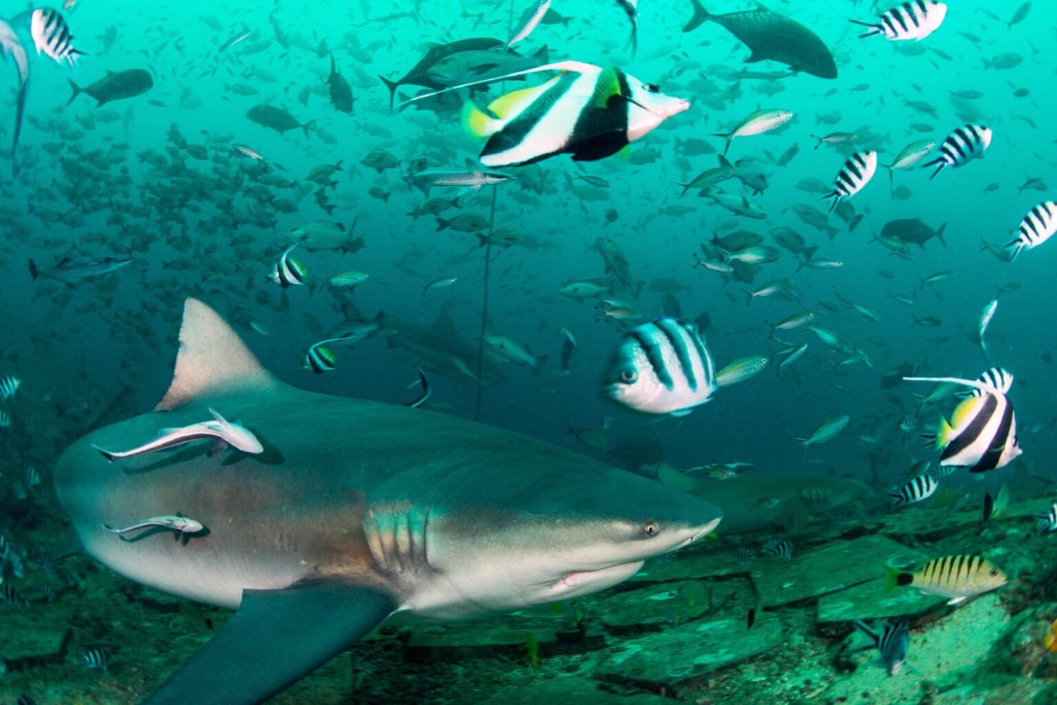 Bull shark cruising past dense schools of snapper and bannerfish on a Fiji shark dive