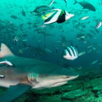 Bull shark cruising past dense schools of snapper and bannerfish on a Fiji shark dive