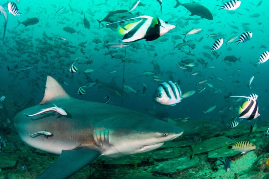Bull shark cruising past dense schools of snapper and bannerfish on a Fiji shark dive