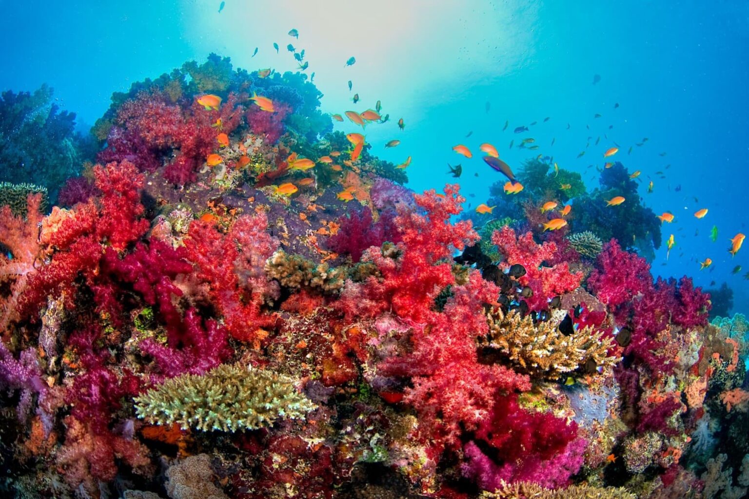 Vivid pink and red soft corals crowded with orange anthias on a Fiji reef