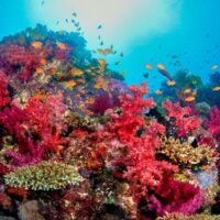 Vivid pink and red soft corals crowded with orange anthias on a Fiji reef