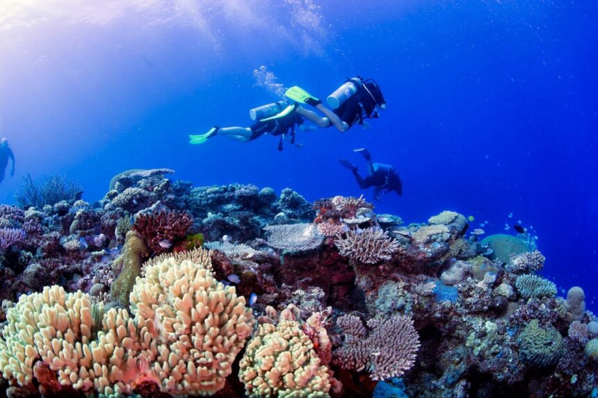 Two scuba divers finning above a dense hard coral garden in Fiji's clear blue water