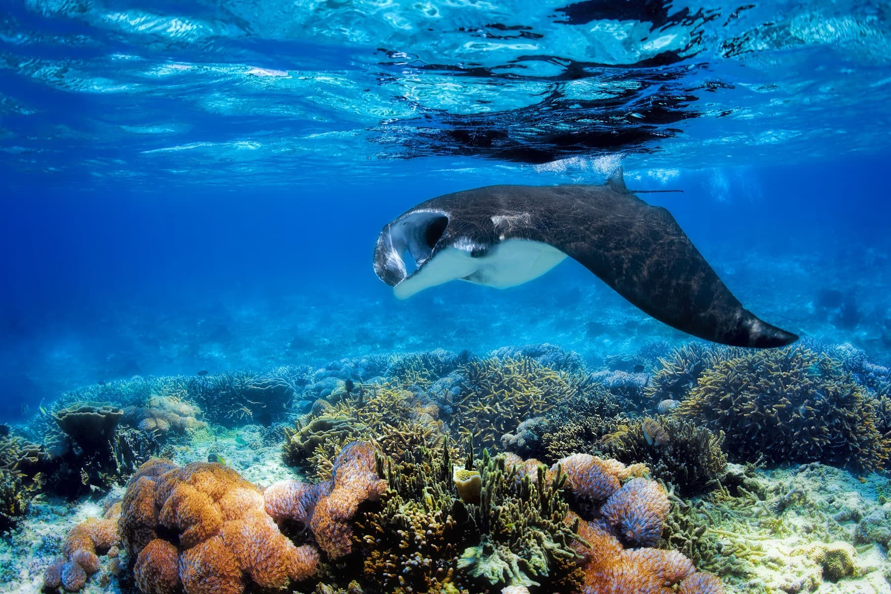 Manta ray gliding just beneath the surface above a shallow hard coral garden