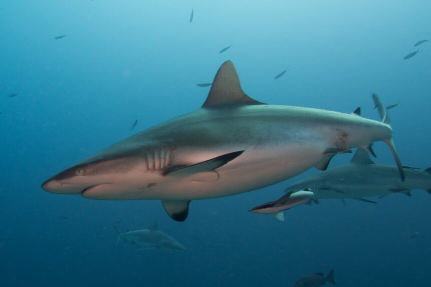 Grey reef sharks patrolling open blue water, one passing close to the camera