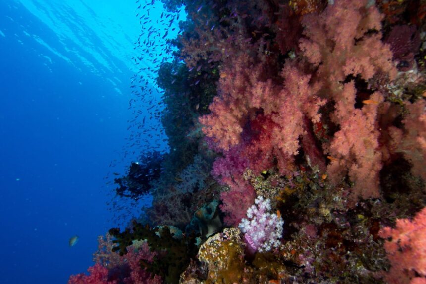 Steep reef wall draped in pink and purple soft corals with clouds of small fish