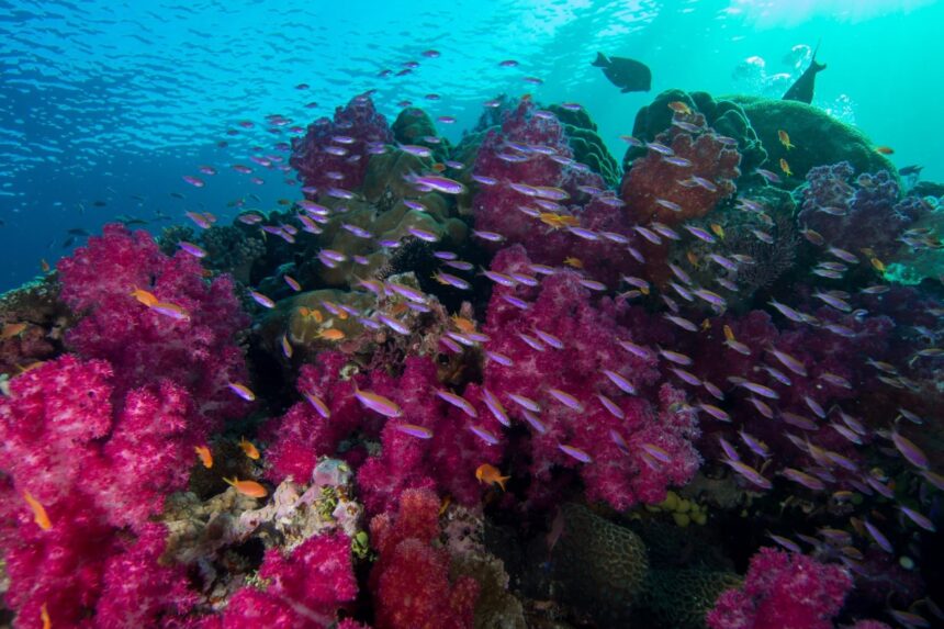 Magenta soft corals and swirling purple fusiliers on a sunlit shallow reef