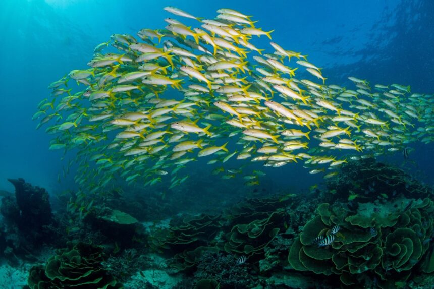 School of yellow goatfish sweeping over green cabbage coral formations